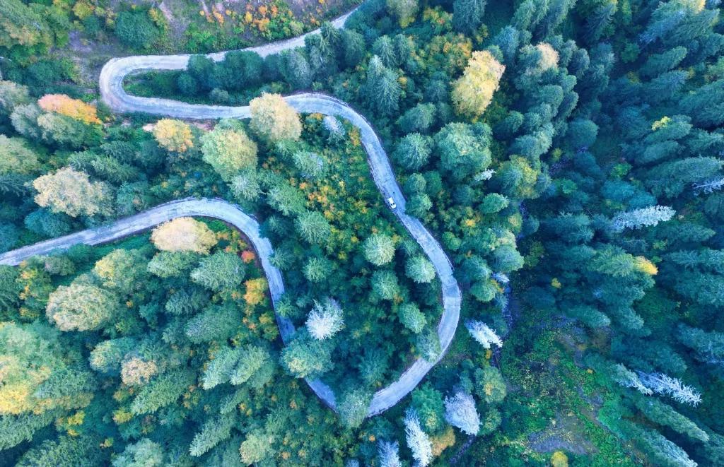 Gümüşhane'nin Örümcek Ormanları sonbaharın büyüsüne kapıldı