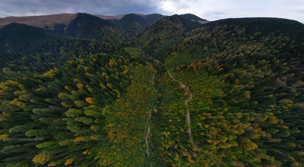 Gümüşhane'nin Örümcek Ormanları sonbaharın büyüsüne kapıldı