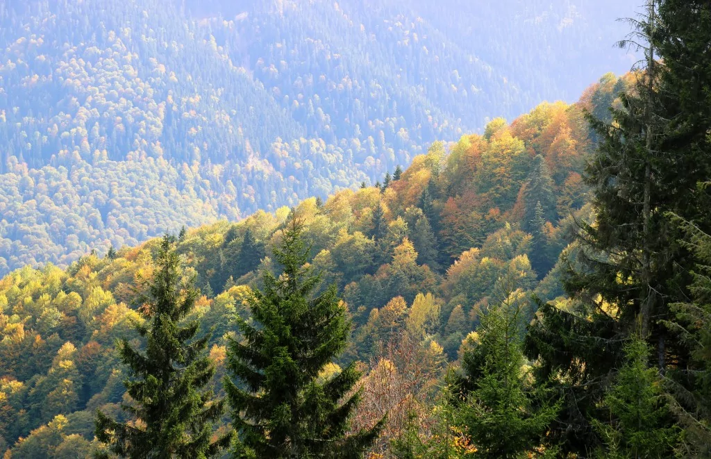 Gümüşhane'nin Örümcek Ormanları sonbaharın büyüsüne kapıldı