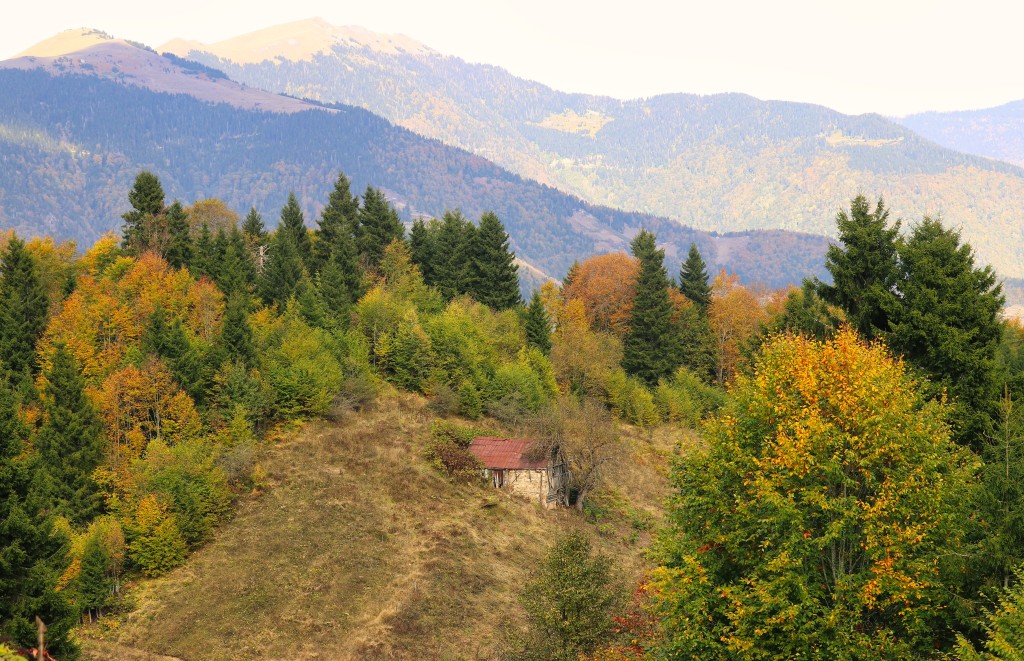 Gümüşhane'nin Örümcek Ormanları sonbaharın büyüsüne kapıldı