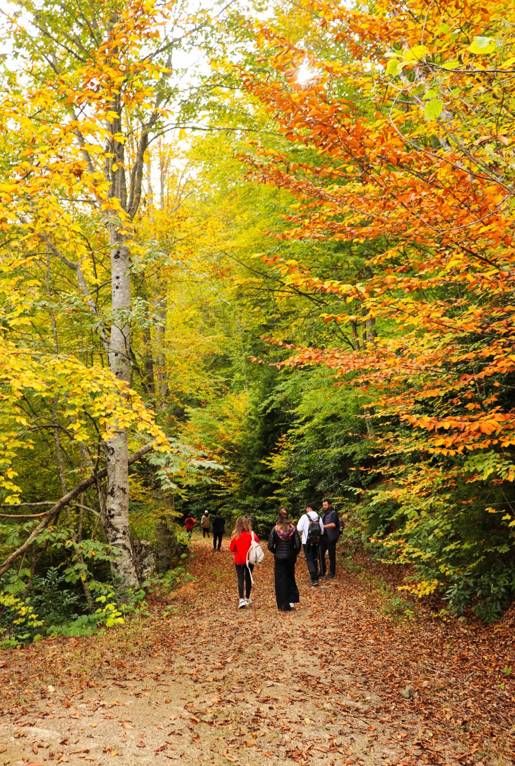 Gümüşhane'nin Örümcek Ormanları sonbaharın büyüsüne kapıldı