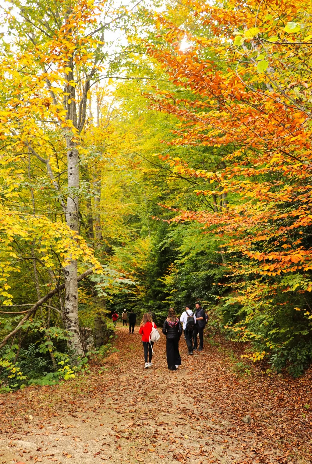 Gümüşhane'nin Örümcek Ormanları sonbaharın büyüsüne kapıldı
