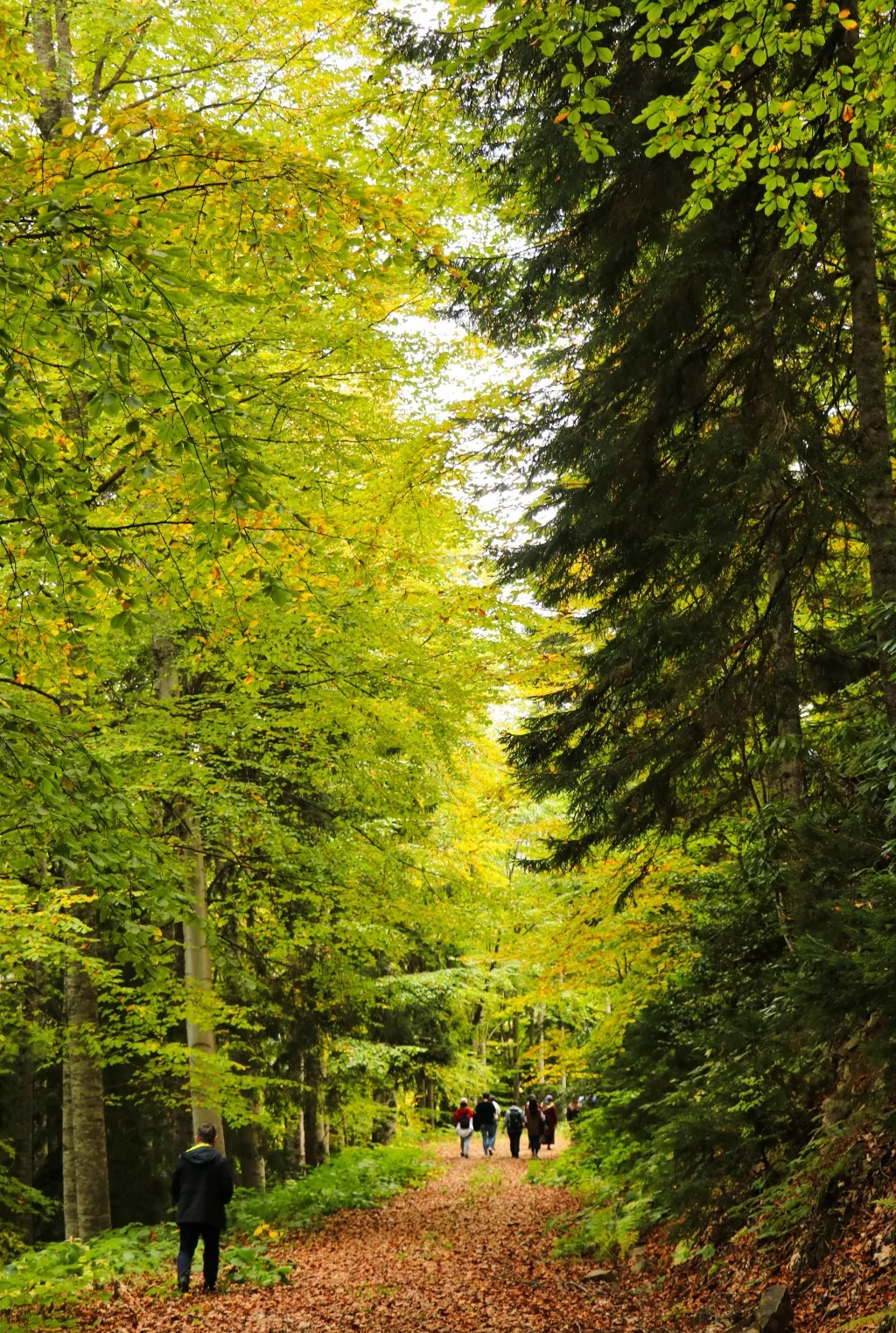 Gümüşhane'nin Örümcek Ormanları sonbaharın büyüsüne kapıldı