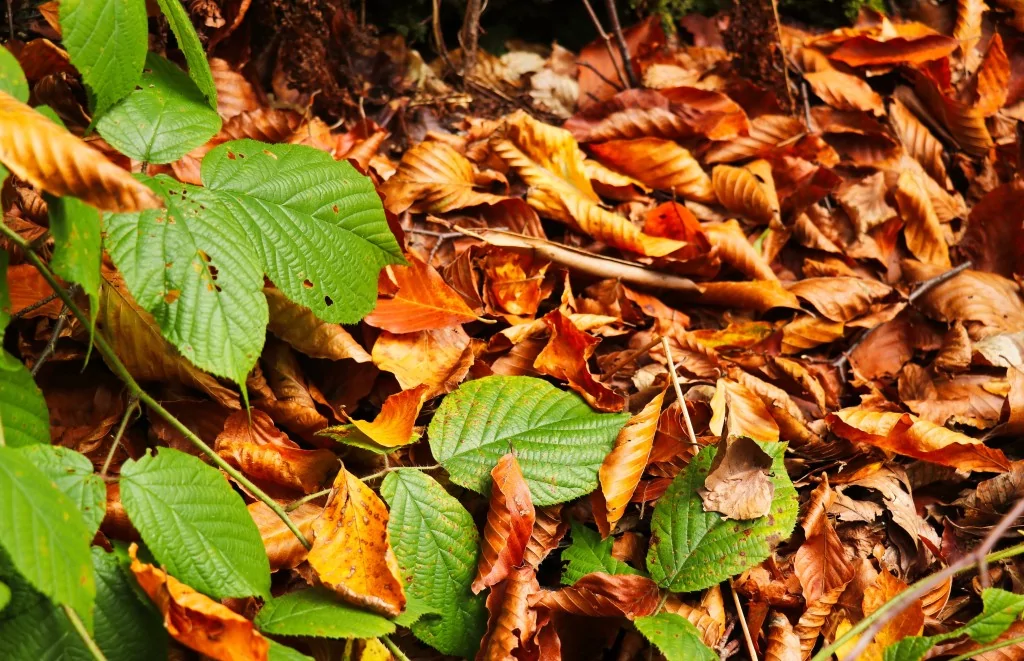 Gümüşhane'nin Örümcek Ormanları sonbaharın büyüsüne kapıldı