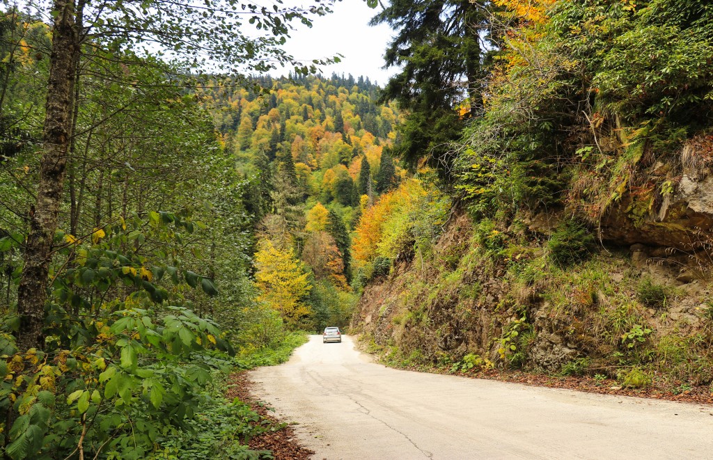 Gümüşhane'nin Örümcek Ormanları sonbaharın büyüsüne kapıldı