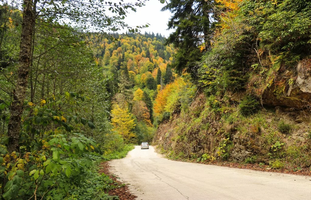 Gümüşhane'nin Örümcek Ormanları sonbaharın büyüsüne kapıldı