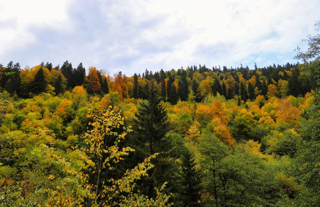 Gümüşhane'nin Örümcek Ormanları sonbaharın büyüsüne kapıldı