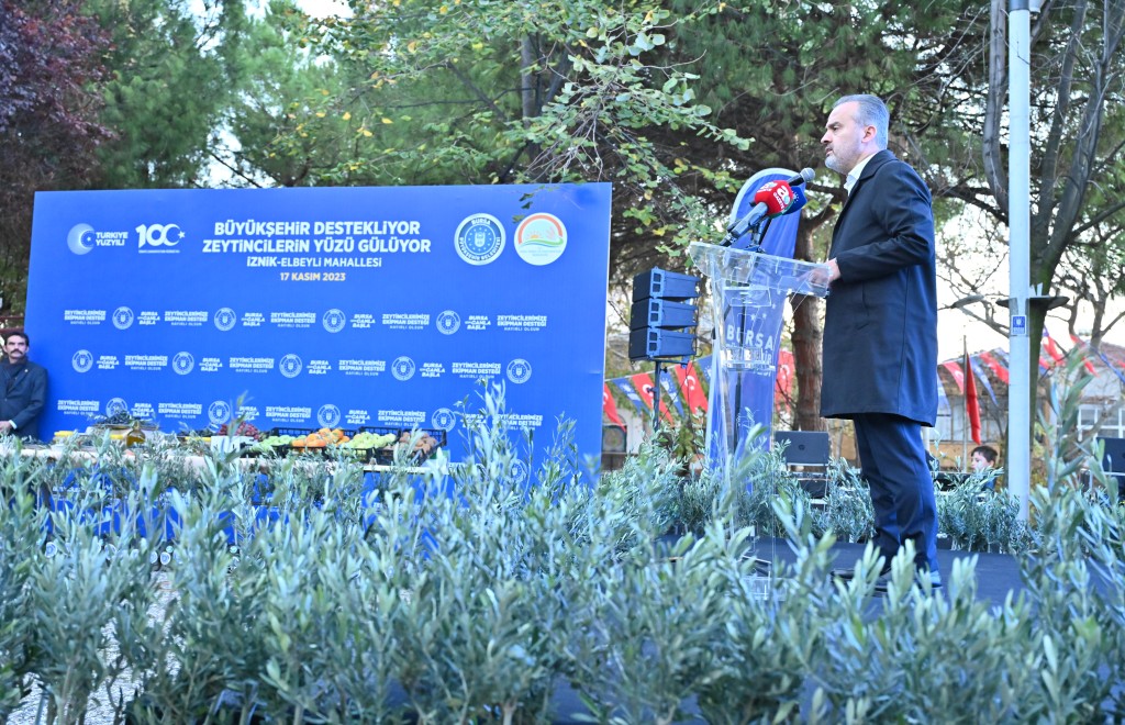 Bursa zeytininde hasat bereketi