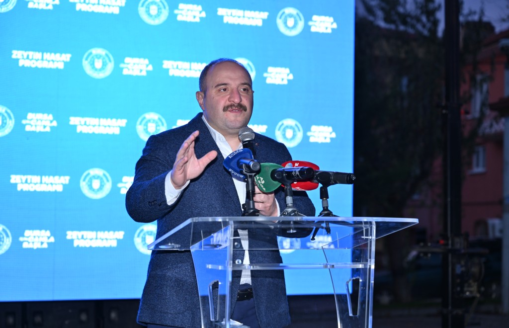 Bursa zeytininde hasat bereketi