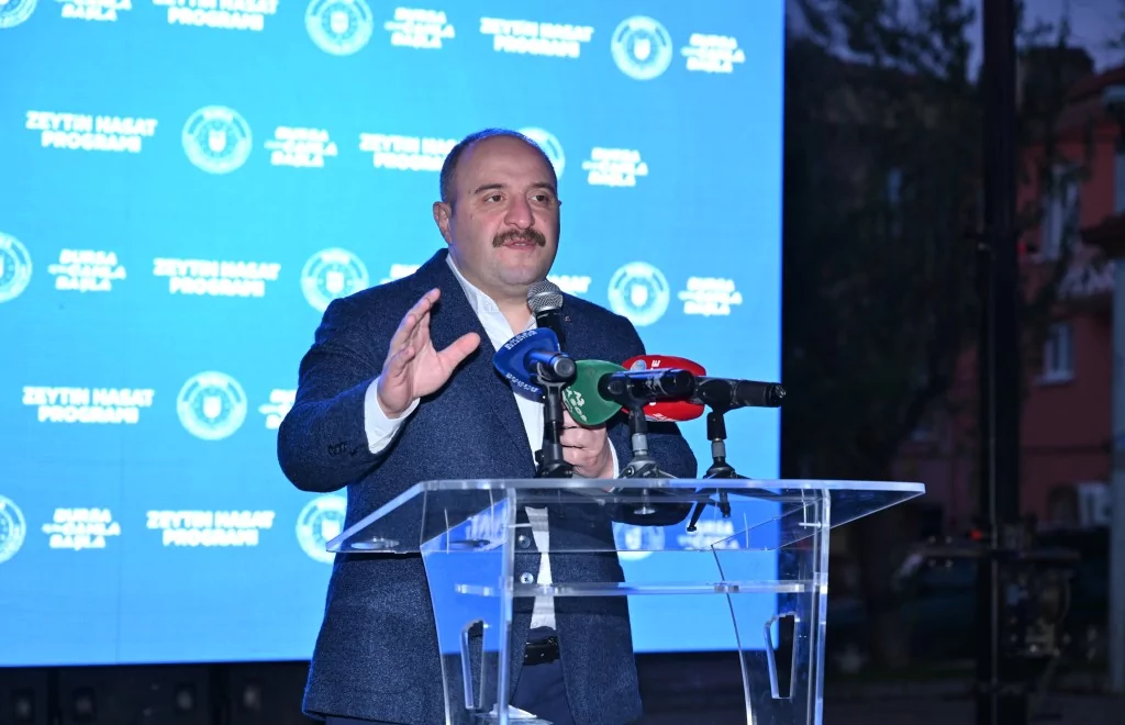 Bursa zeytininde hasat bereketi