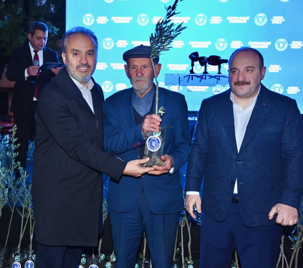 Bursa zeytininde hasat bereketi