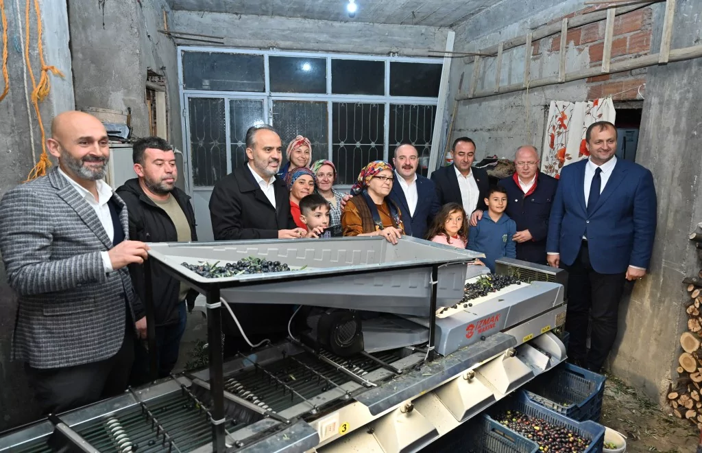 Bursa zeytininde hasat bereketi