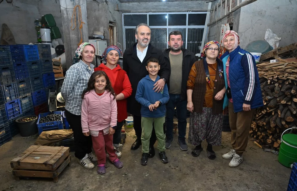 Bursa zeytininde hasat bereketi