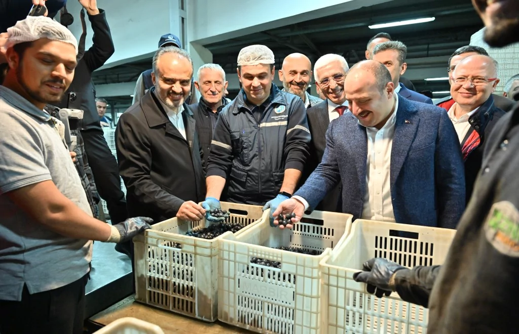 Bursa zeytininde hasat bereketi