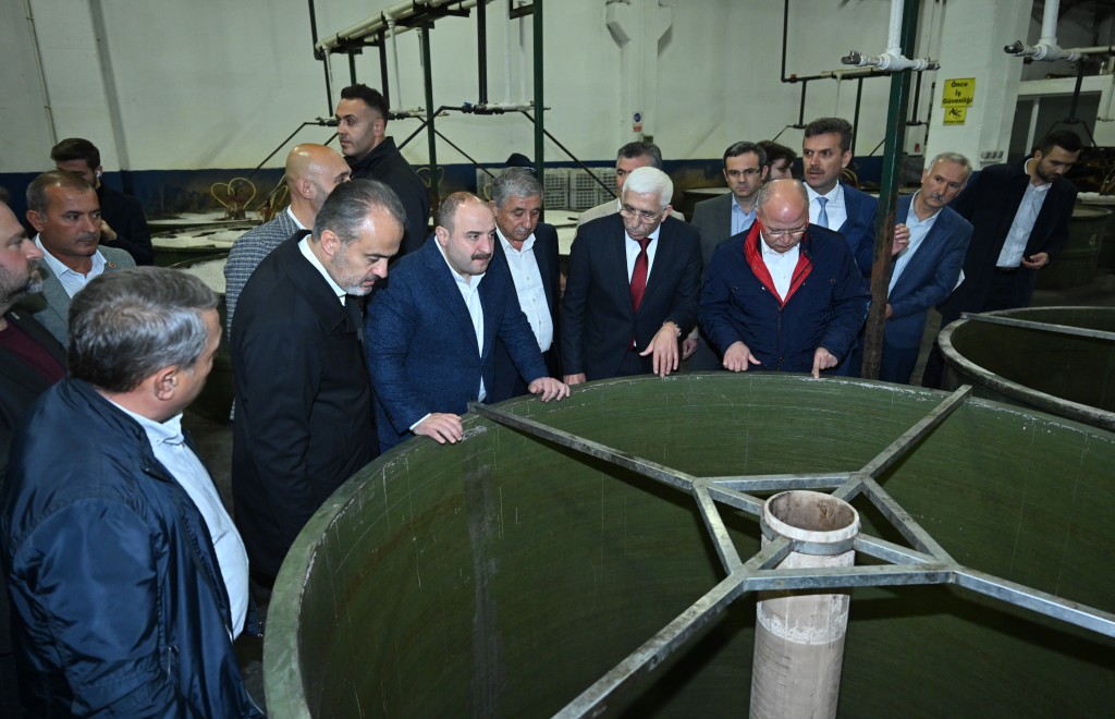 Bursa zeytininde hasat bereketi