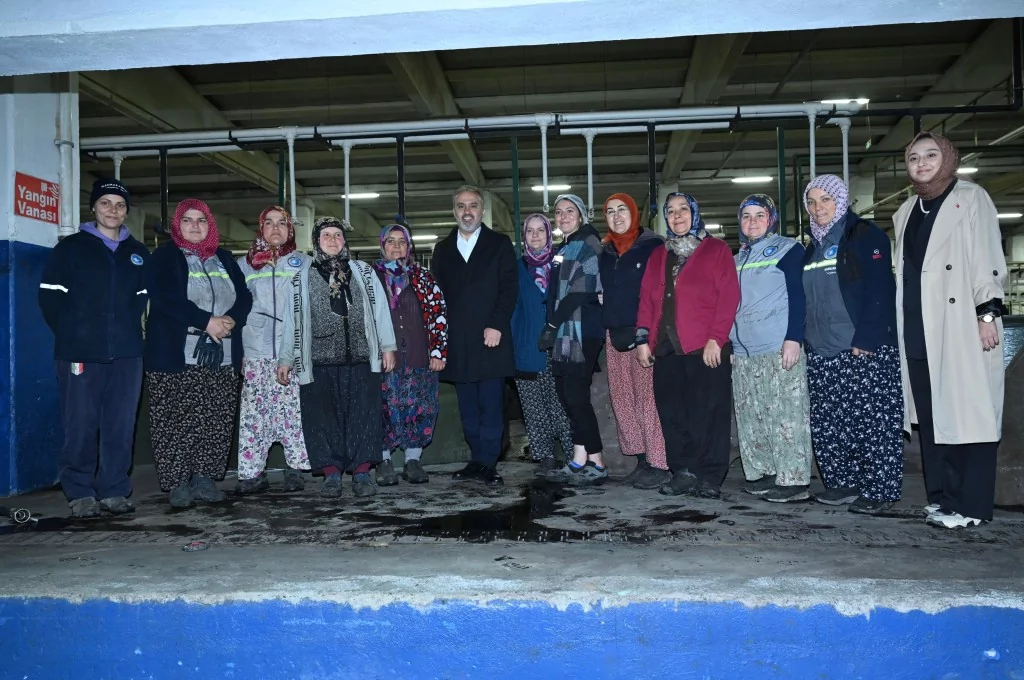 Bursa zeytininde hasat bereketi