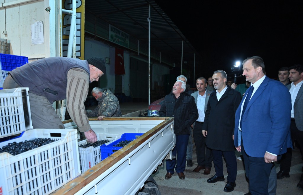 Bursa zeytininde hasat bereketi