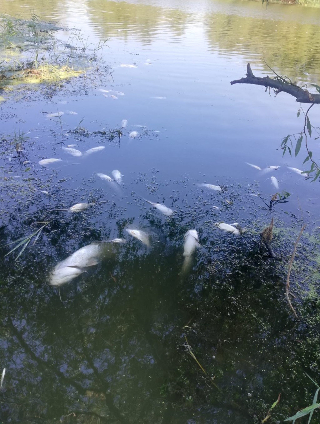 Bursa'da 30 yılın bitmeyen çilesi...Balıklar ölüyor, Nilüfer Çayı zehir akıyor