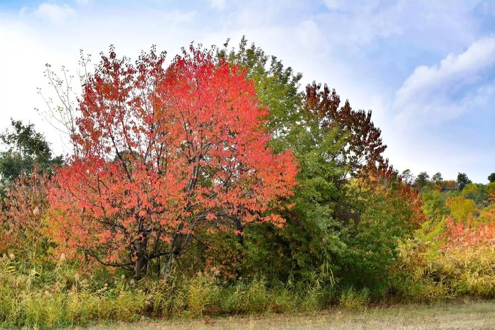 Bursa'da sonbaharın renkleri büyüledi