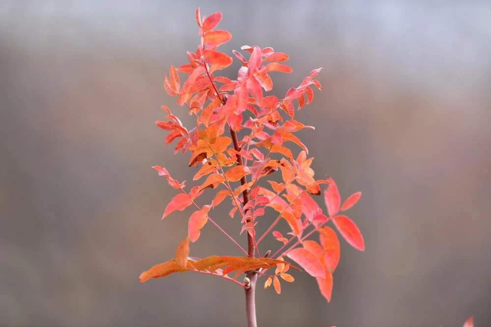 Bursa'da sonbaharın renkleri büyüledi