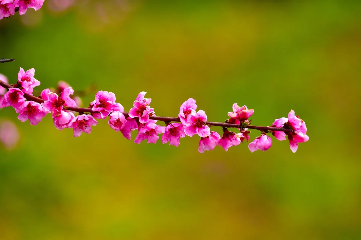 Şeftali Bahçeleri Baharın Renkleriyle Canlandı
