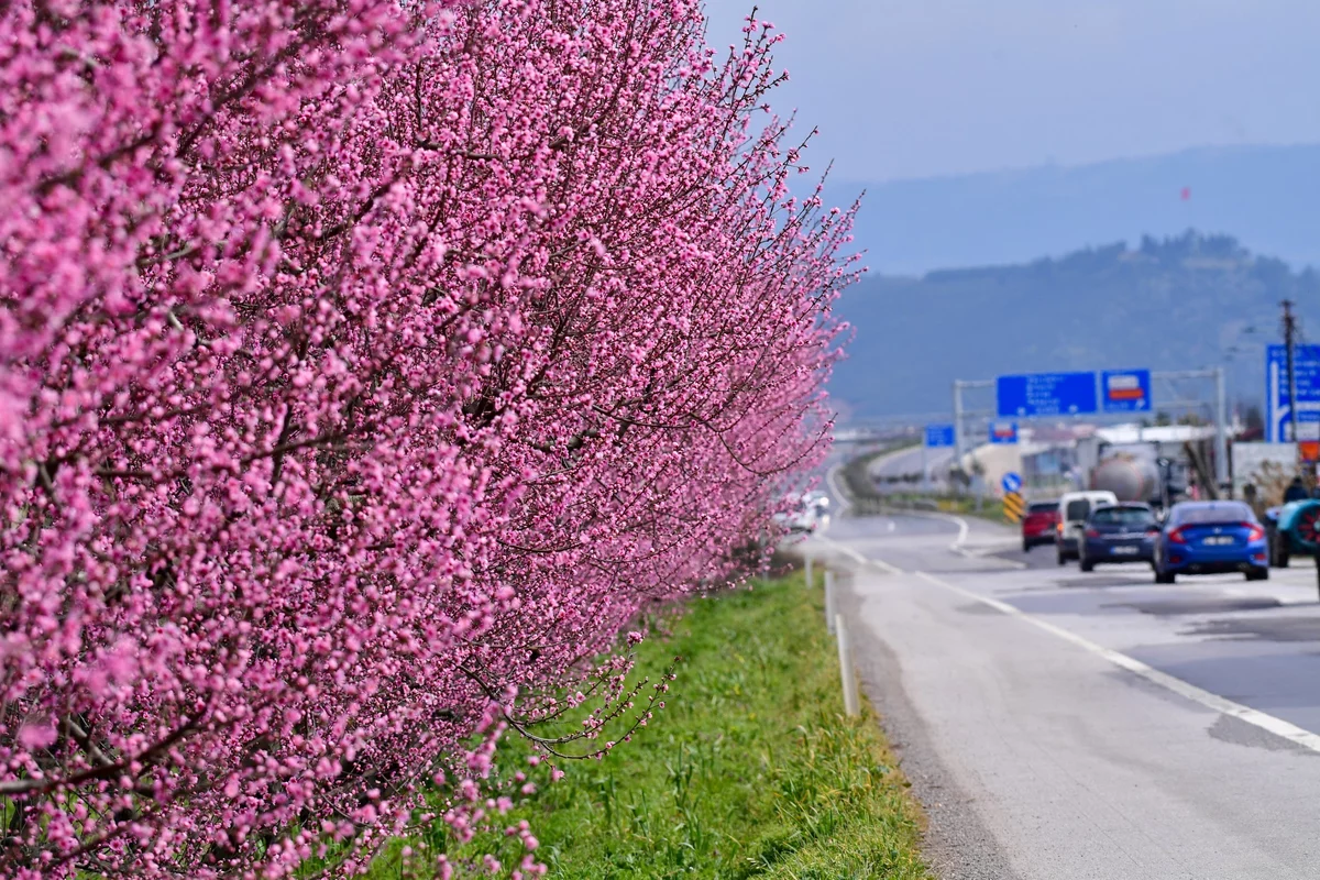 Şeftali Bahçeleri Baharın Renkleriyle Canlandı