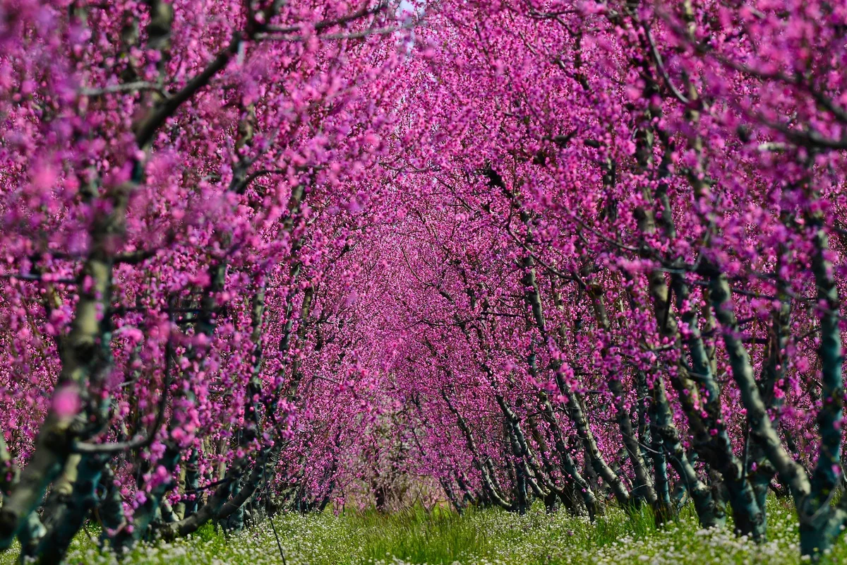 Şeftali Bahçeleri Baharın Renkleriyle Canlandı