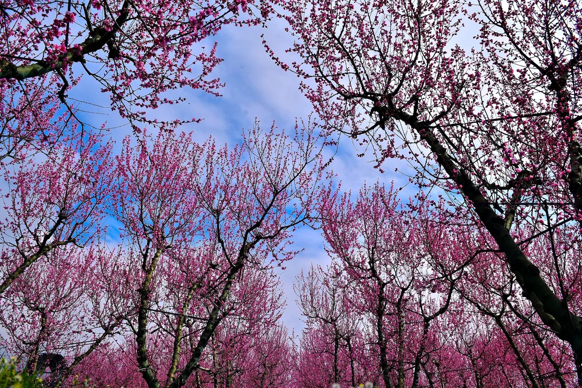 Şeftali Bahçeleri Baharın Renkleriyle Canlandı