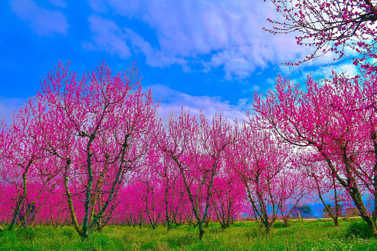 Şeftali Bahçeleri Baharın Renkleriyle Canlandı