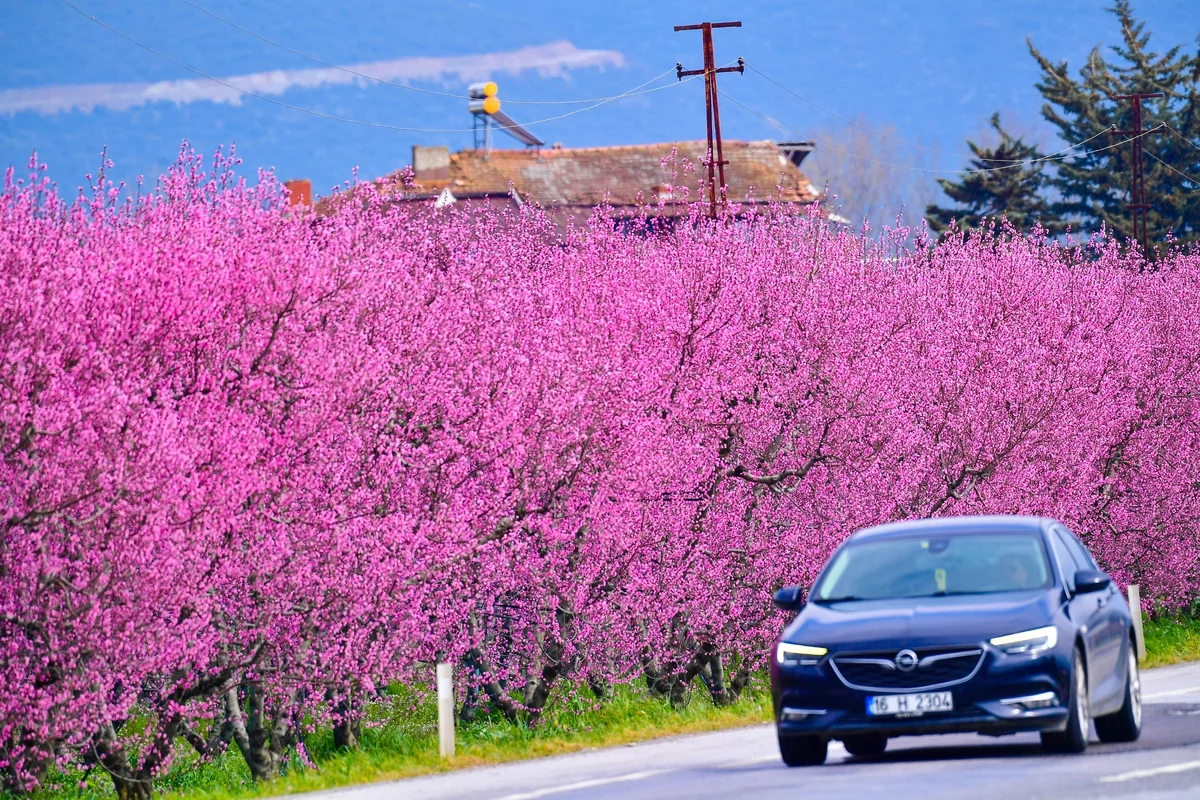 Şeftali Bahçeleri Baharın Renkleriyle Canlandı