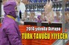 Avrupa Bursa tavuğu yiyecek