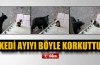 Kedi ayıyı böyle korkuttu