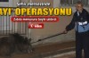 Bursa şehir merkezinde ayı operasyonu