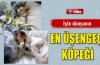 En üşengeç köpek