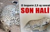 Öldürülen leoparın yepyeni görüntüsü