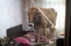 Bursa'da inanılmaz olay..İnek damdan ,yatak odasına düştü