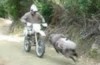 Çılgın koyunun motosikletçi ile dövüşü 