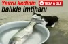 Yavru kedinin balıkla imtihanı