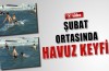 Şubat ortasında havuz keyfi