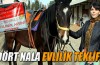 Dört nala evlilik teklifi