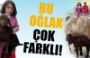 3 ayaklı oğlak, görenleri hayrete düşürüyor...