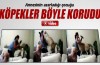 Annesinin azarladığı çocuğu köpekler böyle korudu