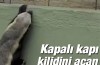 İnanılmaz zeki hayvan..Bakın ne yaptı