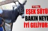 Eşek sütü deyip geçmeyin...Bakın neye iyi geliyor