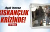 Aşık horozun kıskançlık krizi