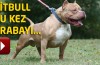 Pitbull görenleri şaşırttı
