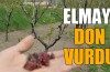 Elmayı don vurdu