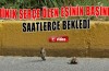 Minik serçeden ders gibi davranış