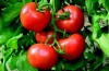 Çocuk isteyen erkeklere domates tavsiyesi
