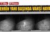 Bursa'nın yanıbaşındaki vahşi hayat kamerada